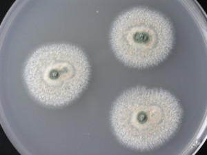 Figure 1-Aspergillus versicolor macroscopie